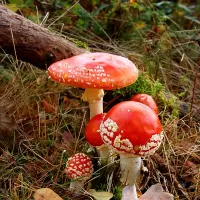 Jigsaw Puzzle Five toadstools