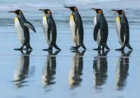 Пазл Пять пингвинов