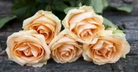 Bulmaca Five roses