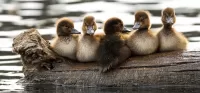 Слагалица Five ducklings