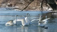 Quebra-cabeça Five swans