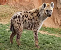 Jigsaw Puzzle Spotted hyena