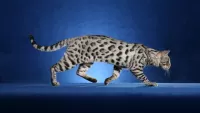 Puzzle Spotted cat
