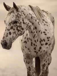 Слагалица Spotted horse