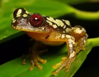 Quebra-cabeça Spotted frog