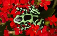 Jigsaw Puzzle Spotted frog