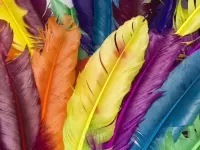 Jigsaw Puzzle Feathers