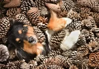 Zagadka Dog and pinecones