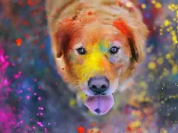 Puzzle Dog in paints
