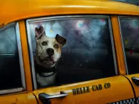 Rompecabezas Dog in taxi