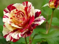 Jigsaw Puzzle Variegated rose
