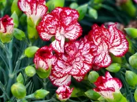 Jigsaw Puzzle Variegated carnations