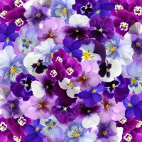 Quebra-cabeça colorful flowers