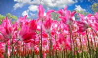 Zagadka colorful tulips