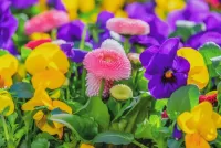 Jigsaw Puzzle Colorful flower garden