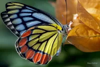 Quebra-cabeça Rainbow butterfly