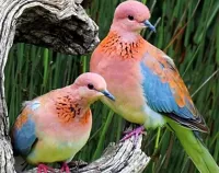 Jigsaw Puzzle Iridescent doves