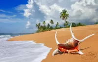 Quebra-cabeça Shell on the beach