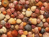 Bulmaca Shells