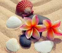 Jigsaw Puzzle Seashells on the sand