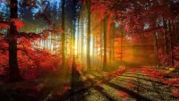 パズル Dawn in the autumn forest
