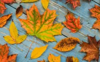 Jigsaw Puzzle Different leaves