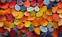Puzzle Variegated leaves