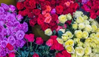 Jigsaw Puzzle assorted roses