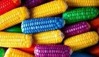 Пазл Разноцветная кукуруза