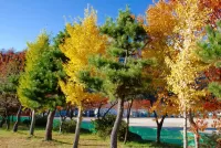 Rompecabezas Colorful autumn