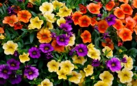 Bulmaca Colorful Petunia
