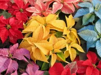 Puzzle Multicolored poinsettia