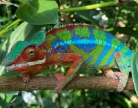 Jigsaw Puzzle colorful lizard