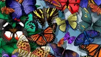 Пазл Разноцветные бабочки