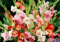 Quebra-cabeça Colorful gladioli