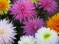 Quebra-cabeça colorful chrysanthemums