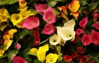 Quebra-cabeça Multicolored calla lilies