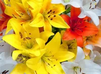 Rompecabezas Multi-colored lilies