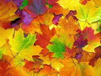 パズル Colorful leaves