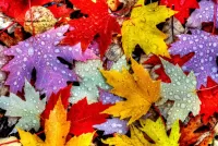 Слагалица Colorful leaves