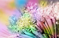 Quebra-cabeça colorful dandelions