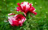 Jigsaw Puzzle Multi-colored peonies