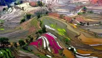 Rompecabezas Colorful fields