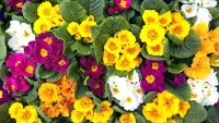 Quebra-cabeça Multicolored primroses