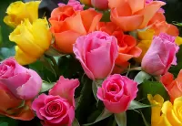 Quebra-cabeça Multicolored roses