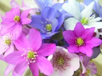Zagadka Colorful flowers