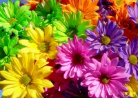 Слагалица colorful flowers