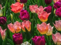 Jigsaw Puzzle Multicolored tulips