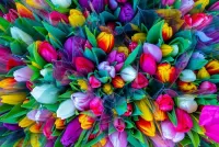 Zagadka Multicolored bouquet of tulips