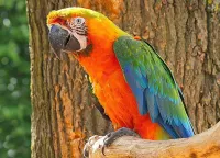 Puzzle Colorful parrot